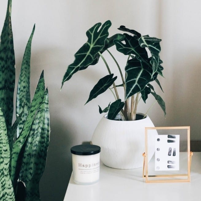 A snake plant on a white table with other hard to kill houseplants 