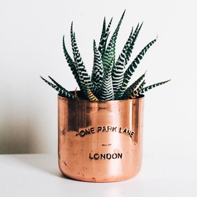 Aloe vera houseplants in copper pots