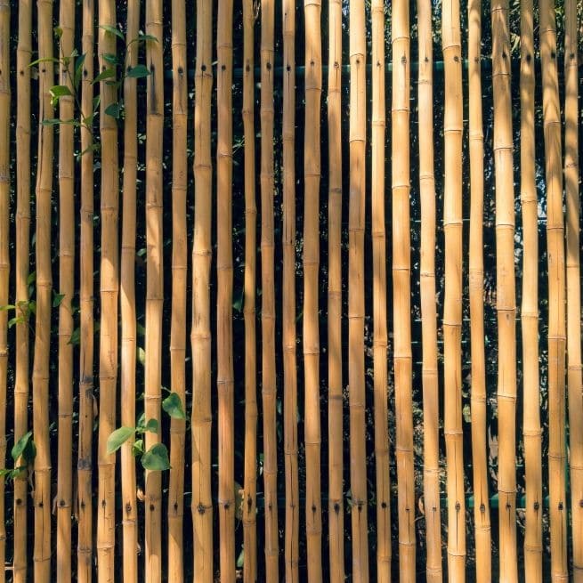 bamboo fence