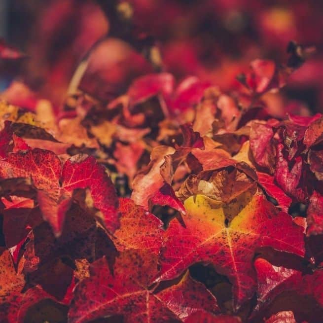 red and orange leaves