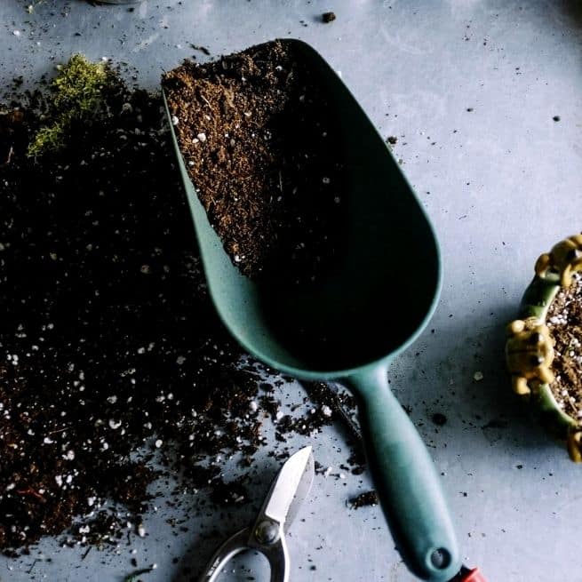 garden shovel filled with soil and pair of scissors