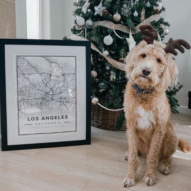 los angeles street map and dog