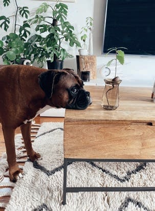 Dog on living room table